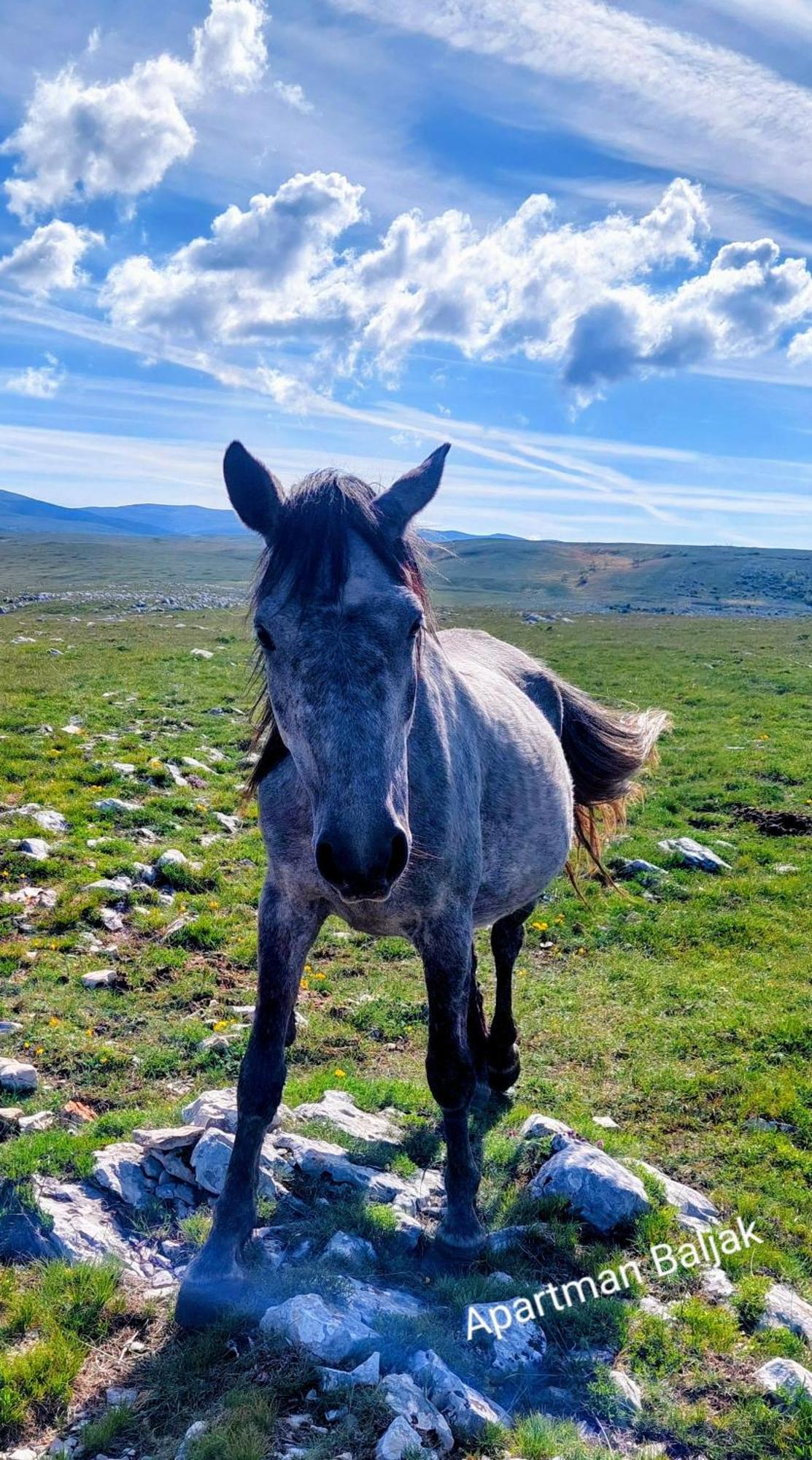 Apartman Baljak Livno Exteriör bild